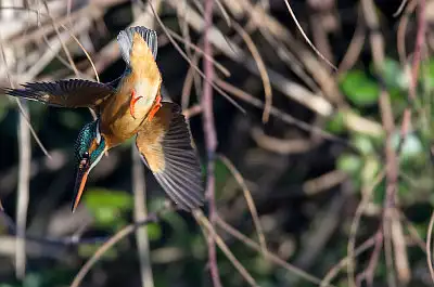 カワセミ飛翔写真画像