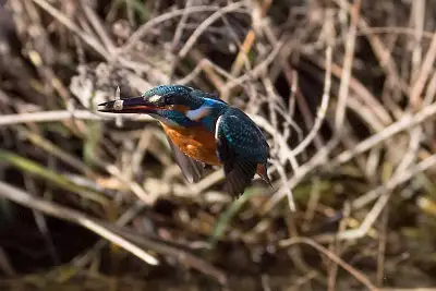 カワセミ飛翔写真画像