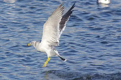 カモメ、ウミネコ飛翔写真画像