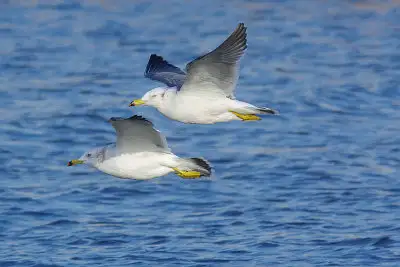 カモメ、ウミネコ飛翔写真画像