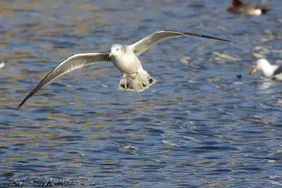 カモメ、ウミネコ飛翔写真画像