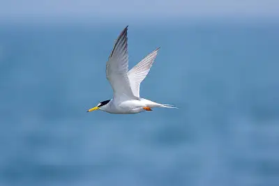 コアジサシ飛翔写真画像