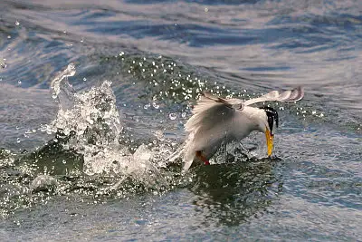 コアジサシ飛翔写真画像