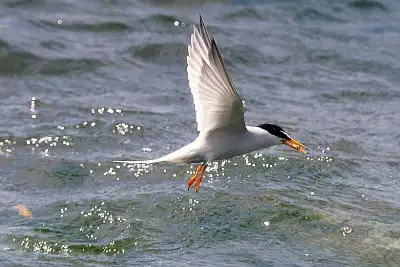 コアジサシ飛翔写真画像