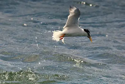 コアジサシ飛翔写真画像