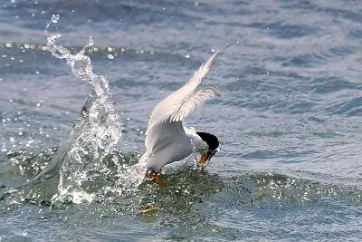 コアジサシ飛翔写真画像