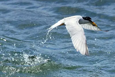 コアジサシ飛翔写真画像