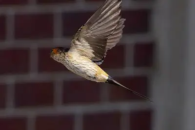 コシアカツバメ飛翔写真画像