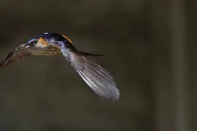 コシアカツバメ飛翔写真画像