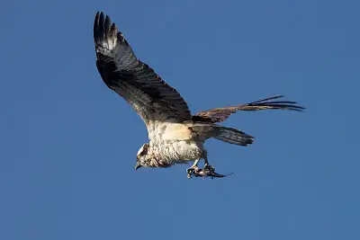 ミサゴ飛翔写真画像