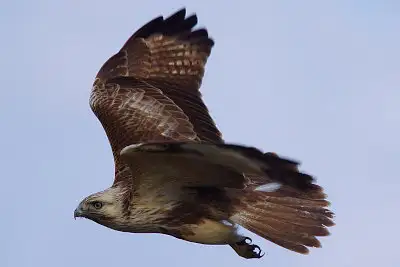 ノスリ飛翔写真画像