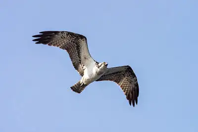 ミサゴ飛翔写真画像