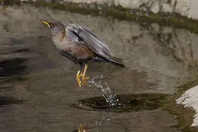 シロハラ飛翔写真画像