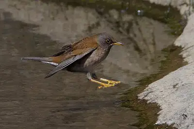 シロハラ飛翔写真画像