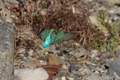 カワセミ飛翔写真画像