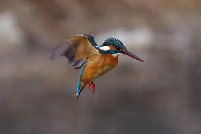 カワセミ飛翔写真画像