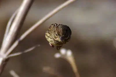 アオジ飛翔写真画像