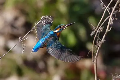 カワセミ飛翔写真画像