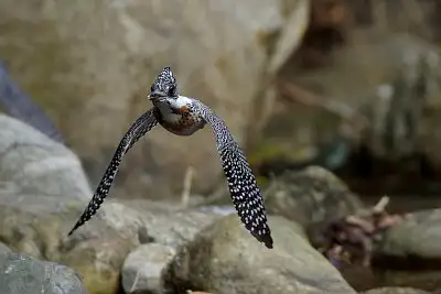 ヤマセミ飛翔写真画像