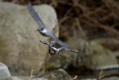 ヤマセミ飛翔写真画像