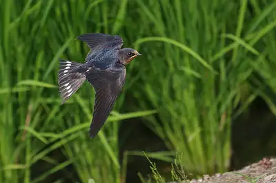 ツバメ飛翔写真画像