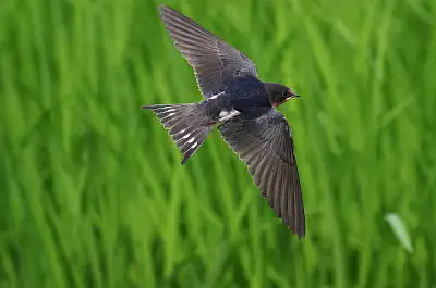 ツバメ飛翔写真画像