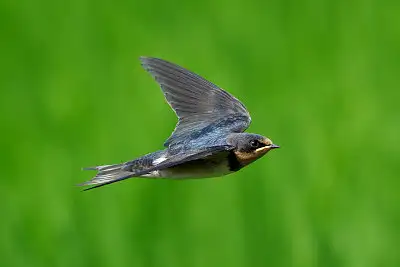 ツバメ飛翔写真画像