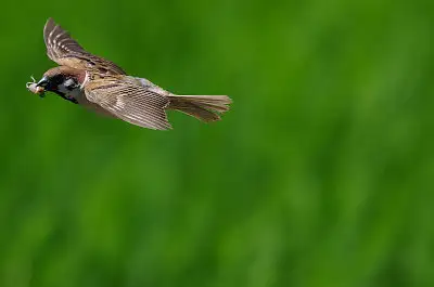 スズメ飛翔写真画像