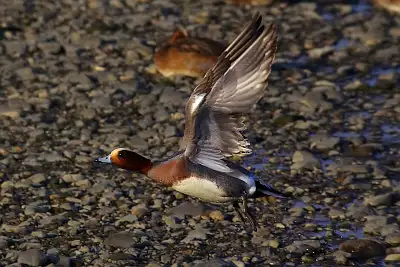 カモ飛翔写真画像