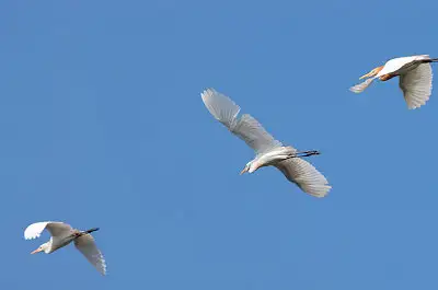 アマサギ飛翔写真画像
