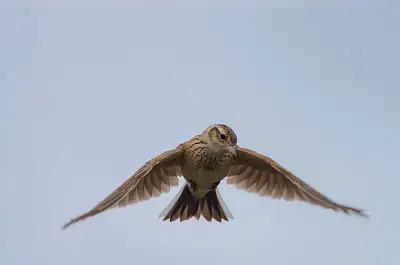 ヒバリ飛翔写真画像