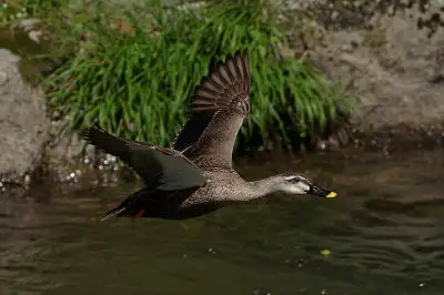 カモ飛翔写真画像