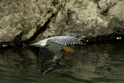 ヤマセミ飛翔写真画像