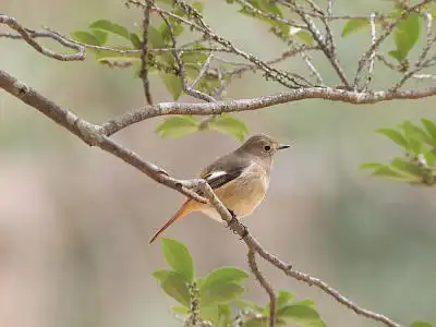BORG71FLで撮影した野鳥・ジョウビタキの写真画像