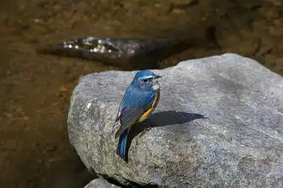 AFボーグ BORG71FLで撮影した野鳥・ルリビタキの写真画像