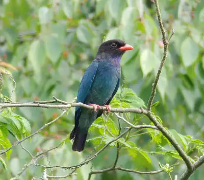 AFボーグ BORG77EDⅡで撮影した野鳥・ブッポウソウの写真画像