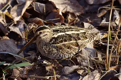 BORG50FLで撮影した野鳥・クイナの写真画像