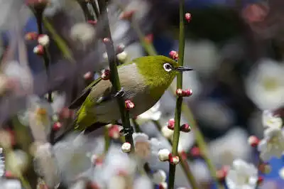 AFボーグ BORG71FLで撮影した野鳥・メジロの写真画像