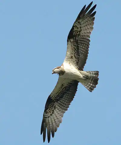 AFボーグ BORG71FLで撮影した野鳥・ミサゴの写真画像