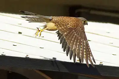 AFボーグ BORG71FLで撮影した野鳥・チョウゲンボウの写真画像