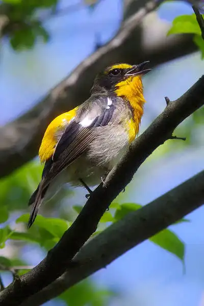 AFボーグ BORG71FLで撮影した野鳥・キビタキの写真画像