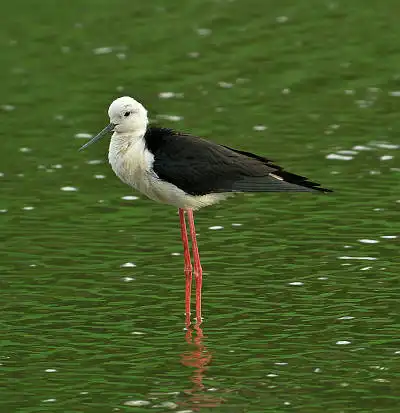 BORG71FLで撮影した野鳥・の写真画像