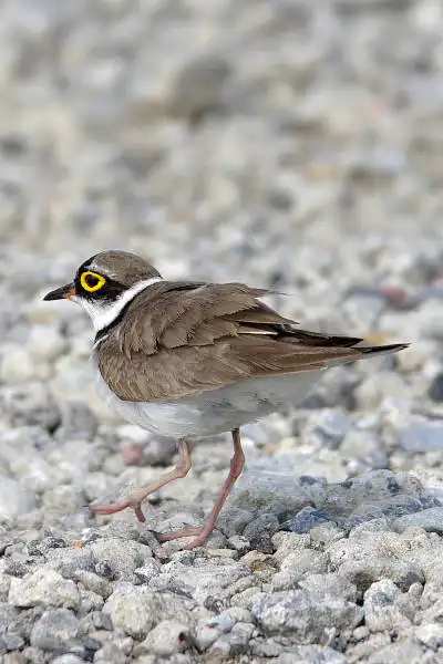 AFボーグ BORG71FLで撮影した野鳥・コチドリの写真画像