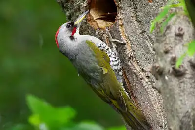 AFボーグ BORG71FLで撮影した野鳥・アオゲラの写真画像