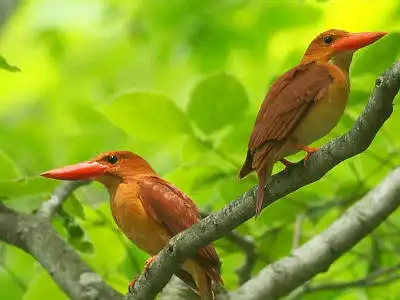 BORG77EDⅡで撮影した野鳥・アカショウビンの写真画像