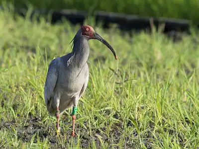 BORG71FLで撮影した野鳥・トキの写真画像