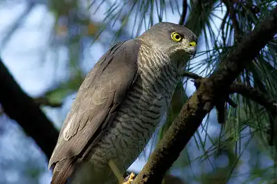 AFボーグ BORG71FLで撮影した野鳥・ツミの写真画像