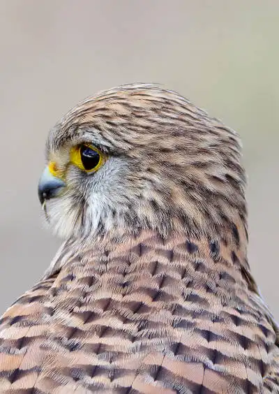 BORG77EDⅡで撮影した野鳥・チョウゲンボウの写真画像