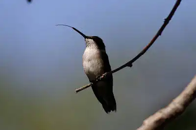 AFボーグ BORG77EDⅡで撮影した野鳥・の写真画像