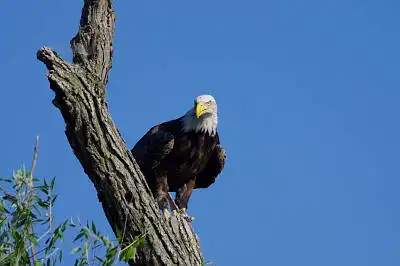 AFボーグ BORG77EDⅡで撮影した野鳥・の写真画像